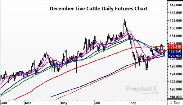 Cattle110221 